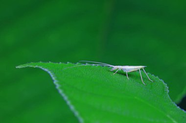 Kuzey Çin 'deki yabani bitkiler üzerine ağaç cırcırböceği