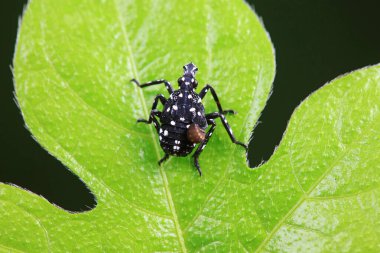 Kuzey Çin 'deki yabani bitkilerin üzerindeki Cicadellidae böcekleri.