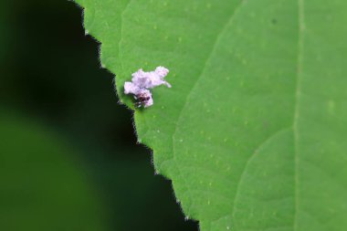 Kuzey Çin 'deki yabani bitkilerin üzerindeki Cicadellidae böcekleri.