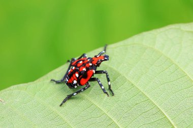 Kuzey Çin 'deki yabani bitkilerin üzerindeki Cicadellidae böcekleri.