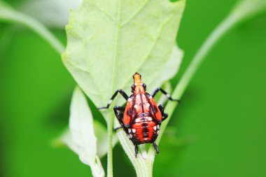 Kuzey Çin 'deki yabani bitkilerin üzerindeki Cicadellidae böcekleri.