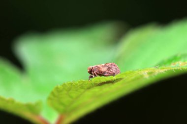 Kuzey Çin 'deki yabani bitkilerin üzerindeki Cicadellidae böcekleri.