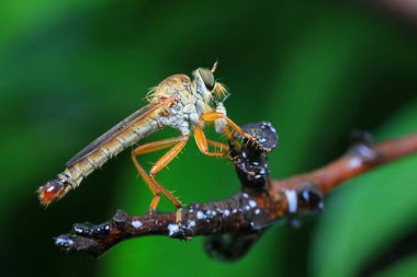 Kuzey Çin 'de Böceksineği, vahşi doğada