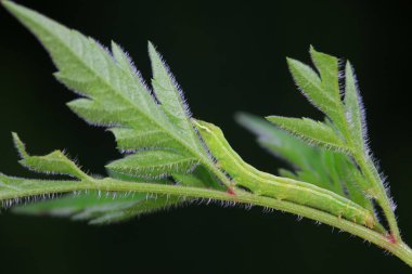 Lepidoptera larvaları vahşi doğada, Kuzey Çin