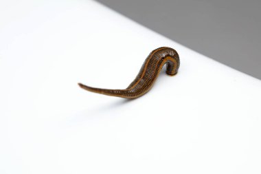 Beyaz arkaplanda sülükler