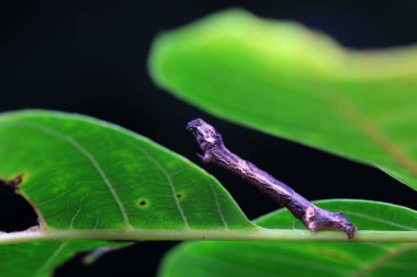 Lepidoptera larva larvası vahşi doğada, Kuzey Çin