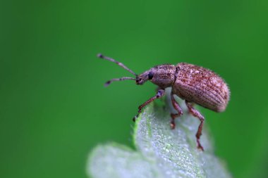 Yabani bitkiler, Kuzey Çin