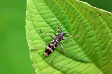 Kuzey Çin 'deki yabani bitkiler üzerine uzun mısır.