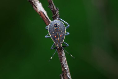 Vahşi doğada hemiptera böcekleri, Kuzey Çin