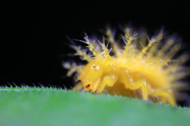 Kuzey Çin 'deki yabani bitkilerde uğur böcekleri