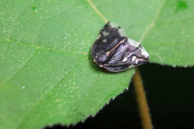 Kuzey Çin 'deki yabani bitkilerin üzerindeki Cicadellidae böcekleri.