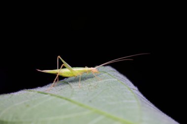 Kuzey Çin 'deki yabani bitkiler üzerine ağaç cırcırböceği