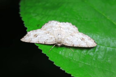 Lepidoptera böcekleri vahşi doğada, Kuzey Çin