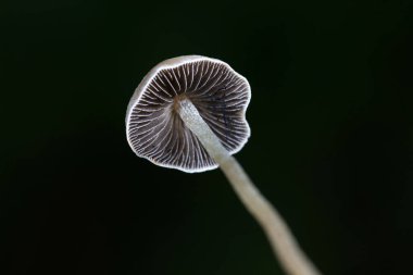 Çimlerde yabani mantar, Kuzey Çin
