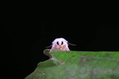 Lepidoptera böcekleri vahşi doğada, Kuzey Çin