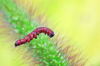 Lepidoptera larvaları vahşi doğada, Kuzey Çin