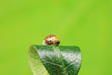 Lepidoptera larvaları vahşi doğada, Kuzey Çin