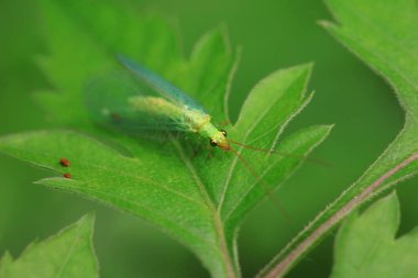 A functional insect of the order Neuroptera in the wild, North China clipart