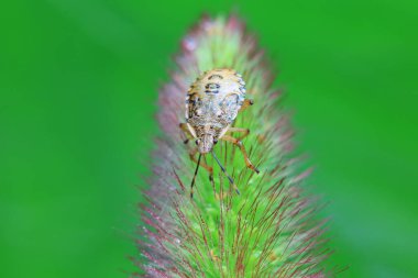 Vahşi doğada hemiptera böcekleri, Kuzey Çin