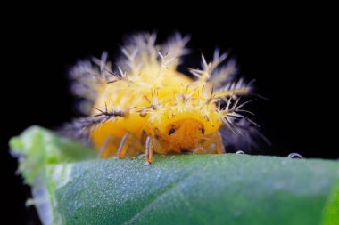 Kuzey Çin 'deki yabani bitkilerde uğur böcekleri