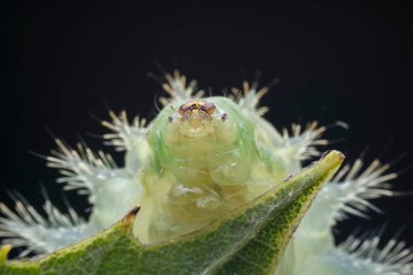 Lepidoptera larvaları vahşi doğada, Kuzey Çin