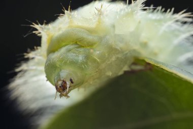 Lepidoptera larvaları vahşi doğada, Kuzey Çin