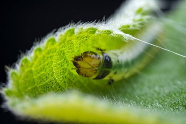 Lepidoptera larvaları vahşi doğada, Kuzey Çin