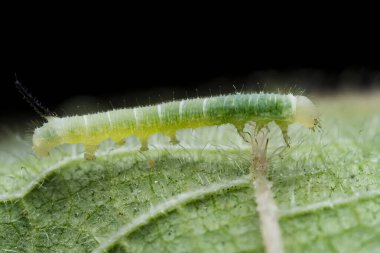 Lepidoptera larvaları vahşi doğada, Kuzey Çin