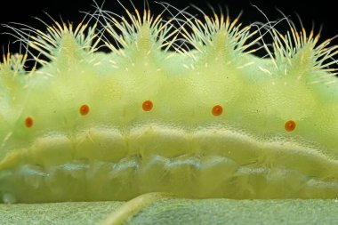 Lepidoptera larvaları vahşi doğada, Kuzey Çin