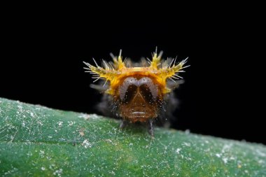 Lepidoptera larvaları vahşi doğada, Kuzey Çin