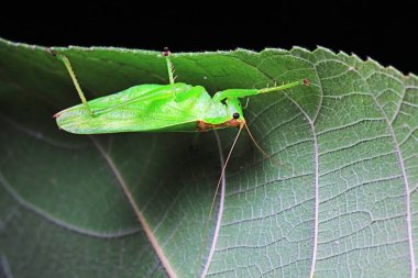 Kuzey Çin 'de Katydid perileri.