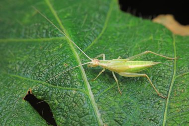 Kuzey Çin 'deki yabani bitkiler üzerine ağaç cırcırböceği