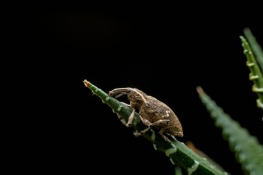 Yabani bitkiler, Kuzey Çin