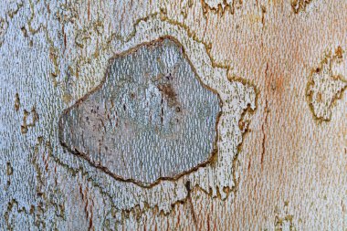 The texture of the bark of Paulownia, clipart