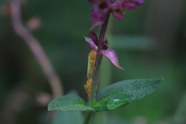 Kuzey Çin 'deki yabani bitkilerin üzerine ağustos böceği yaprağı