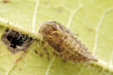 Kuzey Çin 'deki yabani bitkilerin üzerine ağustos böceği yaprağı