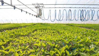 Kuzey Çin 'de akıllı tohum serası uygulaması