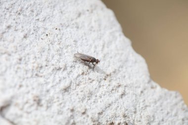 Diptera böcekleri Kuzey Çin 'de yaşar.