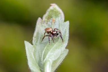 Vahşi doğada zıplayan örümcek, Kuzey Çin