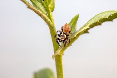 Jumping spider in the wild, North China clipart