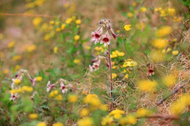 Pekin 'deki bir parkta, Rehmannia glutinosa çiçekleri.