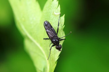 Sivrisinekler yabani bitkiler üzerinde, Kuzey Çin