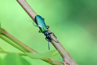 Kolaoptera böceği -- yeşil Daphne Genkwa, Kuzey Çin