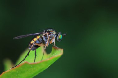 Gadfly on wild plants, North China clipart