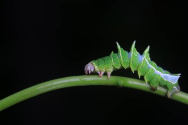 Lepidoptera larvaları vahşi doğada, Kuzey Çin