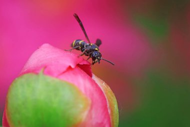 Kuzey Çin 'de yabani arı böcekleri