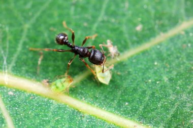 Vahşi doğada yaprak bitleri, Kuzey Çin