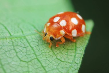 Kuzey Çin 'deki yabani bitkilerde uğur böcekleri