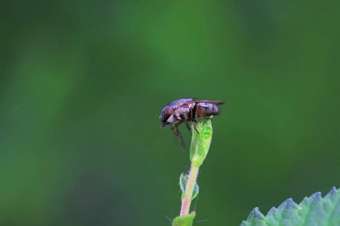 Kuzey Çin 'deki yabani bitkilerin üzerinde uçuyor.