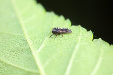 Kuzey Çin 'deki yabani bitkilerde uğur böcekleri